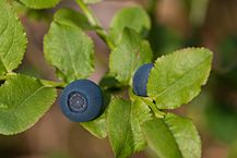 Bilberries: By Abrget47j - Own work, CC BY-SA 3.0, https://commons.wikimedia.org/w/index.php?curid=29751824