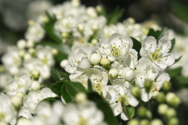 Hawthorn May eve bealtaine
