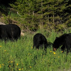 Black Bears. Sourced from SunsetTravellers on Pixabay