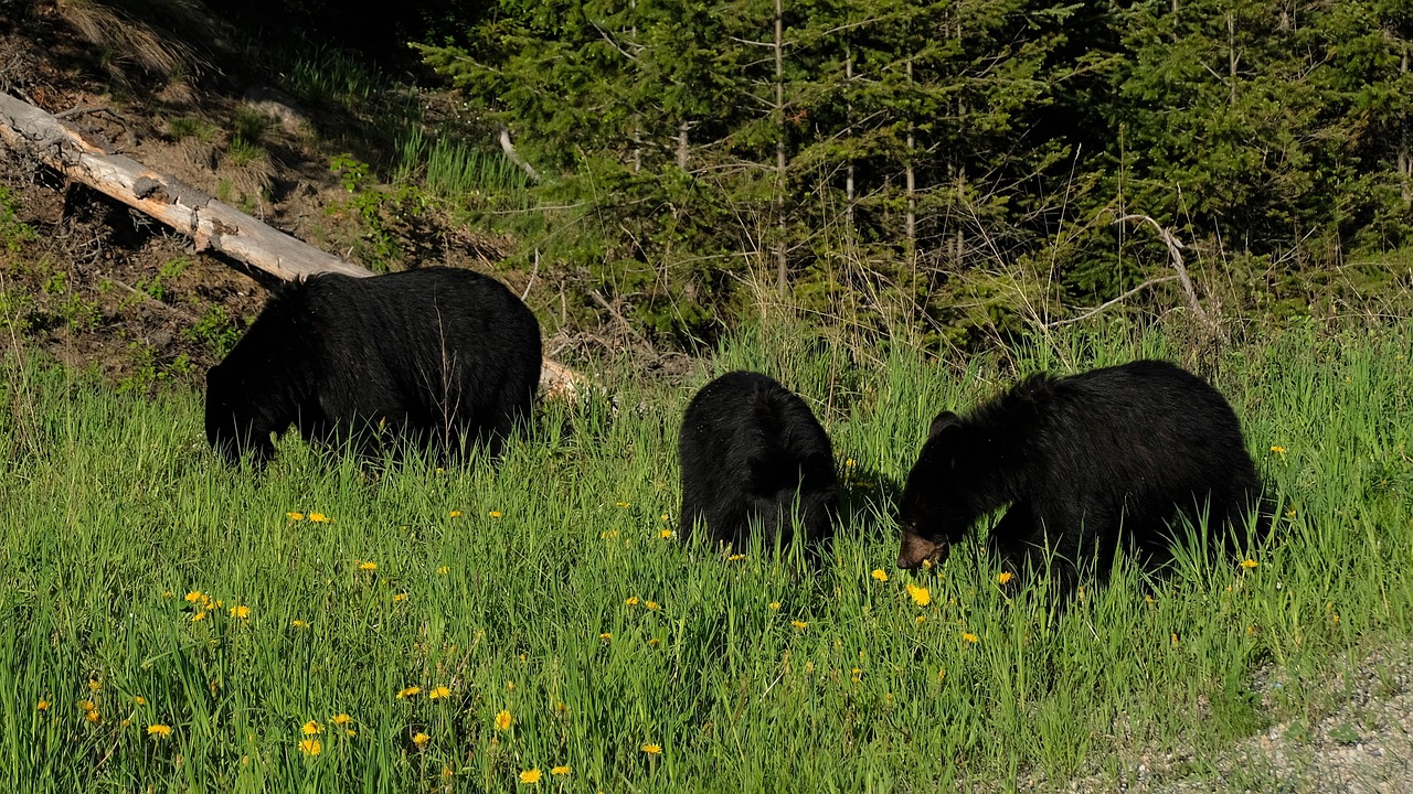 Black Bears. Sourced from SunsetTravellers on Pixabay